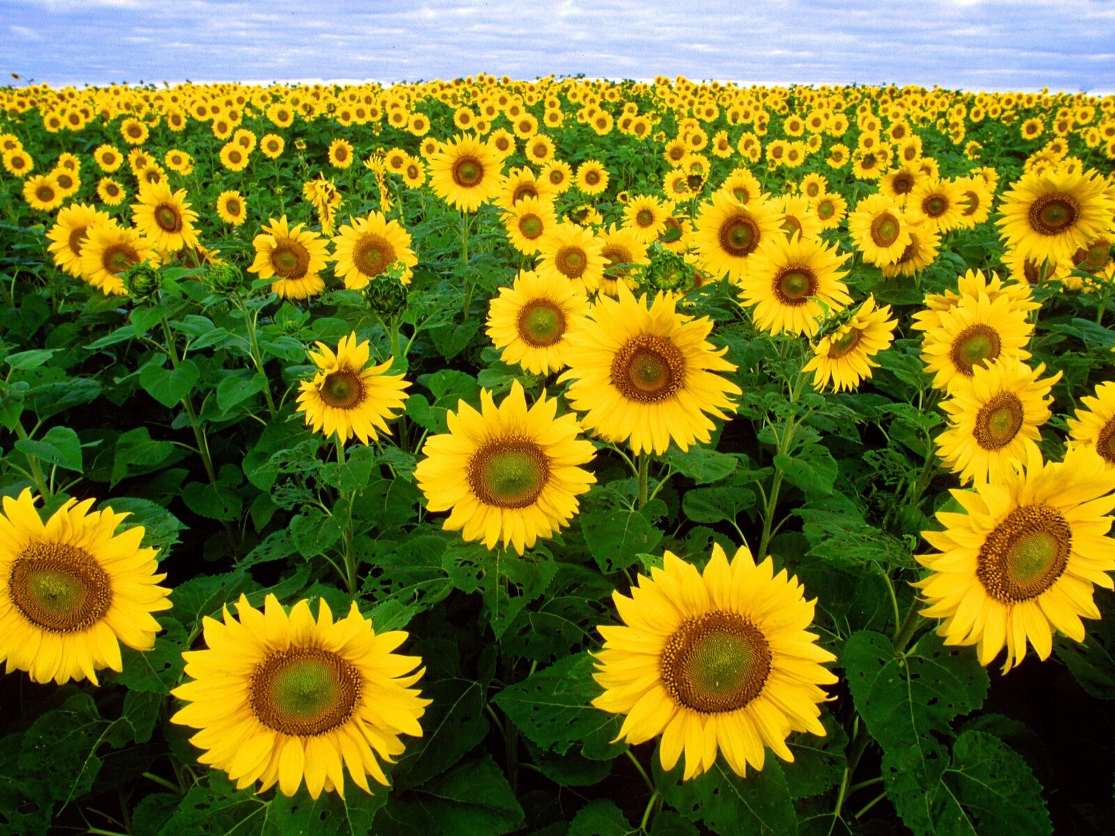 A field of sunflowers in full bloom under a summer sky
